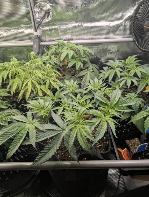 Holy Snow - Greenhouse Seed Co.. Week 6