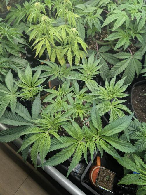 Holy Snow - Greenhouse Seed Co.. Week 6