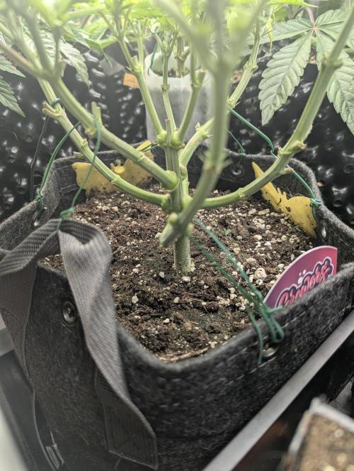 Holy Snow - Greenhouse Seed Co.. Week 6