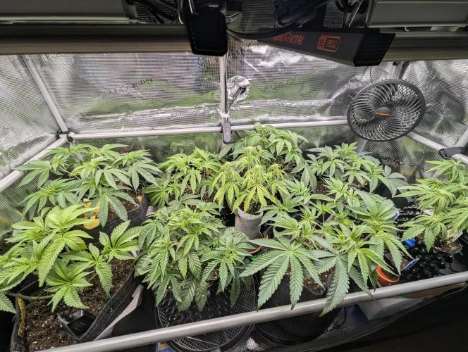 Holy Snow - Greenhouse Seed Co.. Week 6