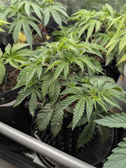 Glue 31 - Compound Genetics. Week 4