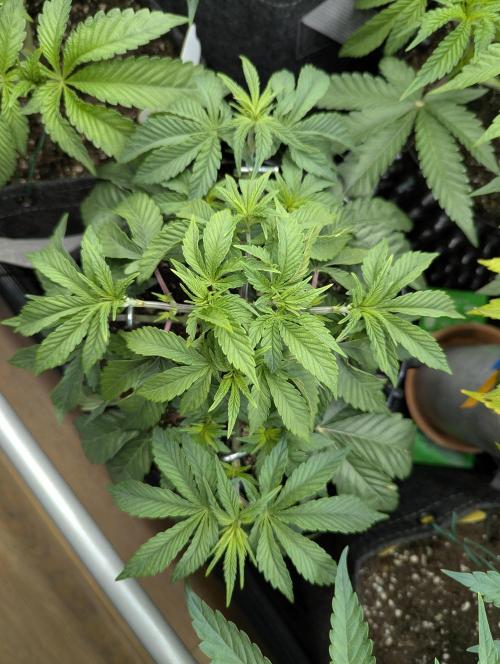 Glue 31 - Compound Genetics. Week 4