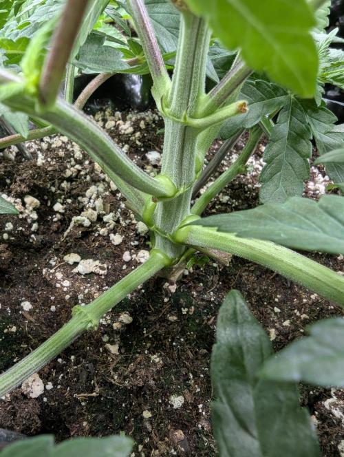 Glue 31 - Compound Genetics. Week 4