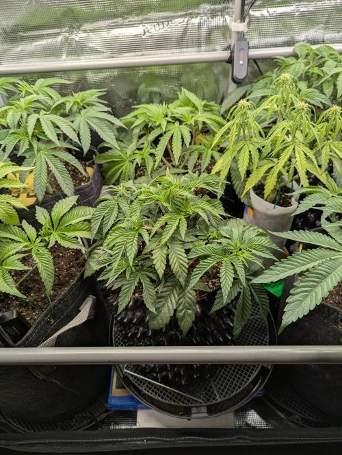 Glue 31 - Compound Genetics. Week 4
