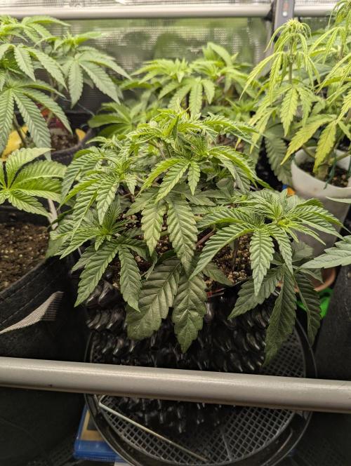 Glue 31 - Compound Genetics. Week 4