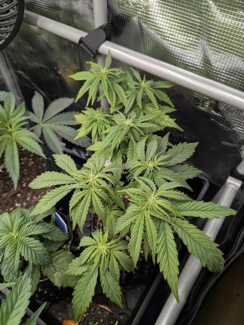 Micro Grow Q126. Week 4