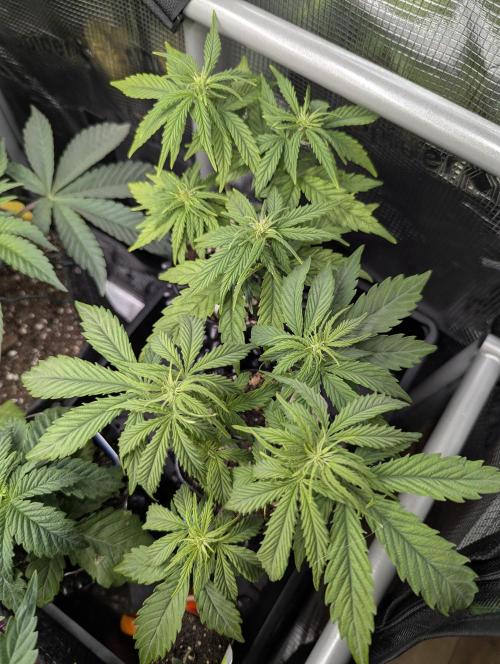 Micro Grow Q126. Week 4