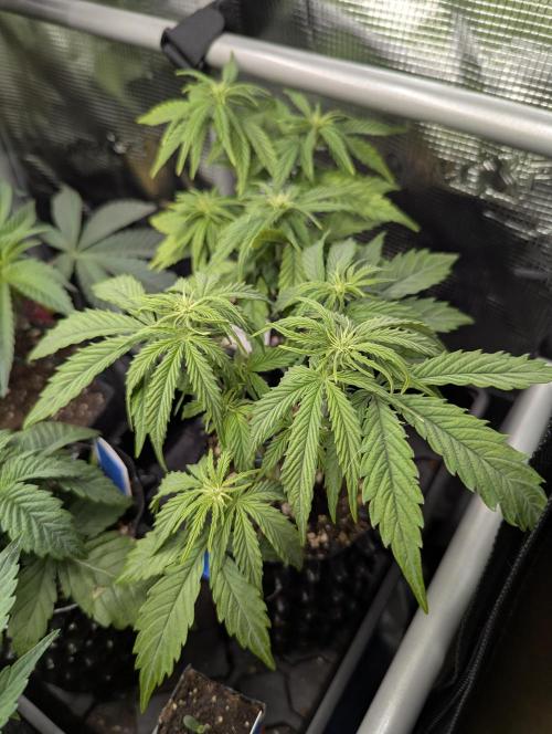 Micro Grow Q126. Week 4
