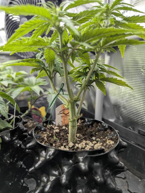 Micro Grow Q126. Week 4