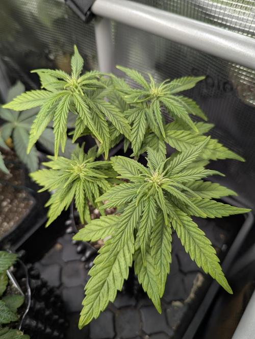 Micro Grow Q126. Week 4