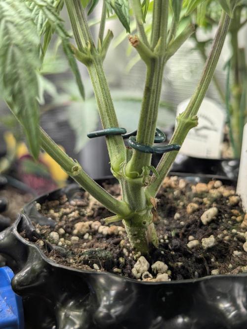Micro Grow Q126. Week 4