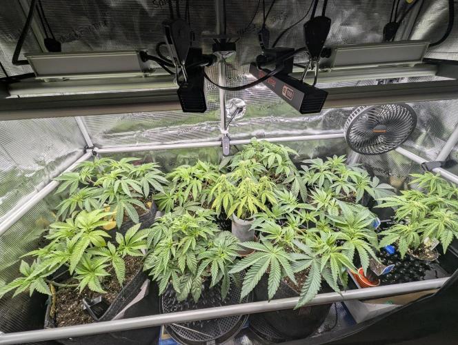 Micro Grow Q126. Week 4