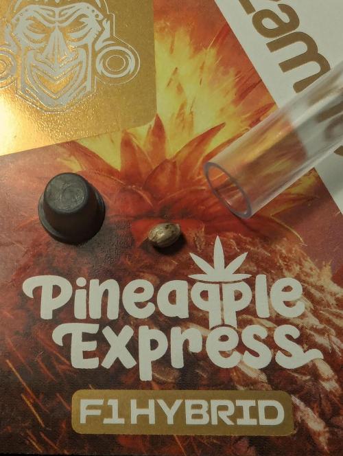 Micro Grow Q126. Week 0