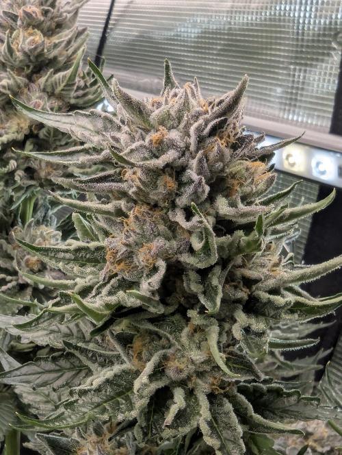 British Delight - Wizard Trees. Week 13