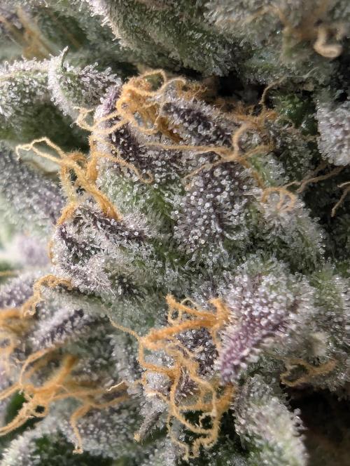 British Delight - Wizard Trees. Week 13