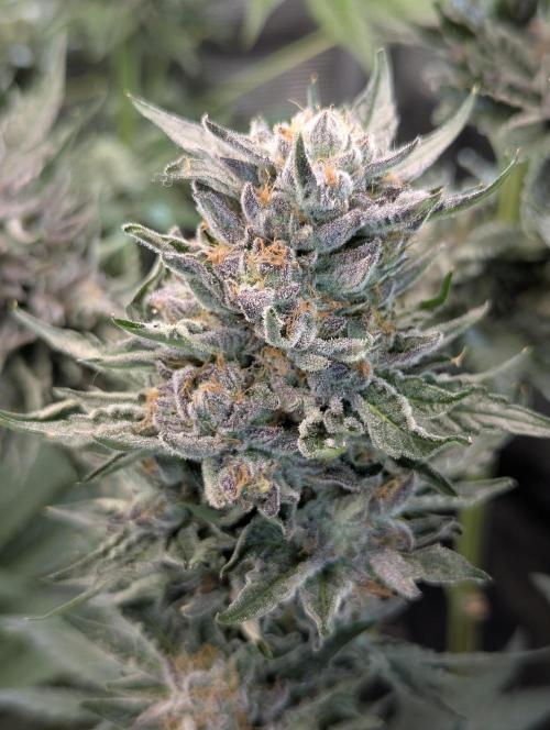 British Delight - Wizard Trees. Week 13
