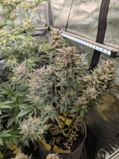 British Delight - Wizard Trees. Week 13