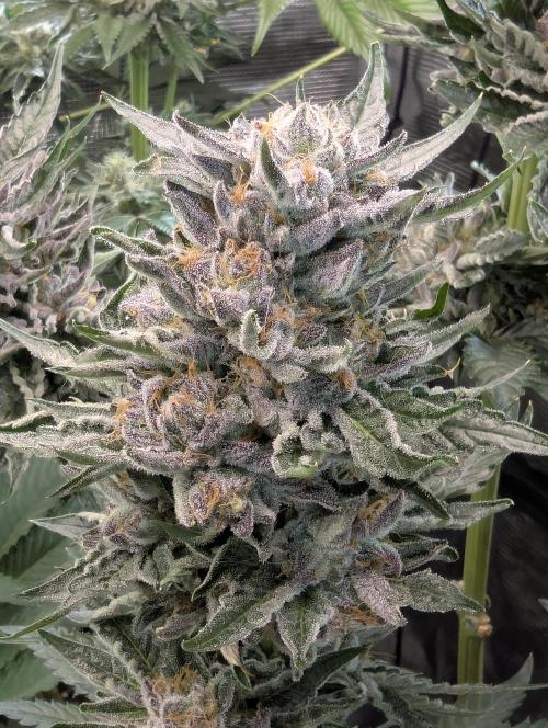 British Delight - Wizard Trees. Week 13