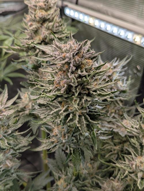 British Delight - Wizard Trees. Week 13