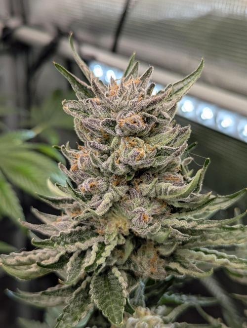 British Delight - Wizard Trees. Week 13