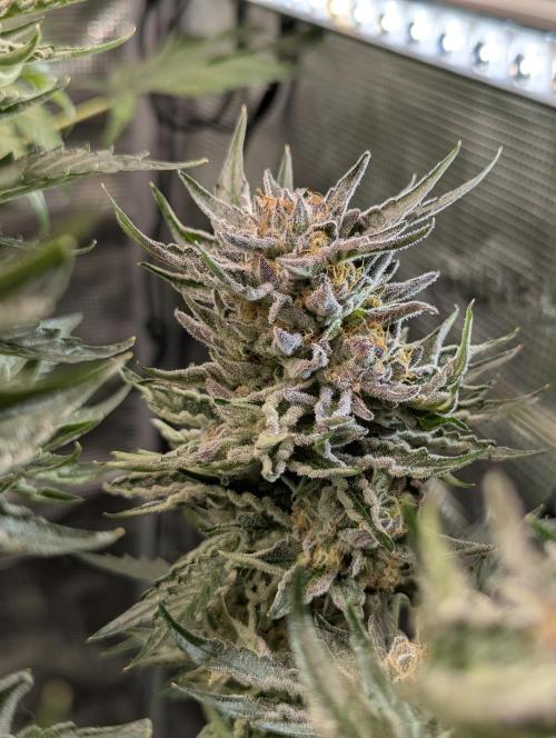 British Delight - Wizard Trees. Week 13