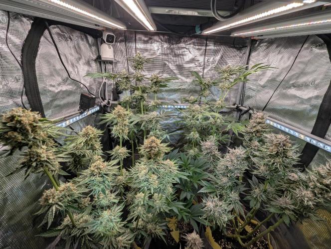 British Delight - Wizard Trees. Week 13