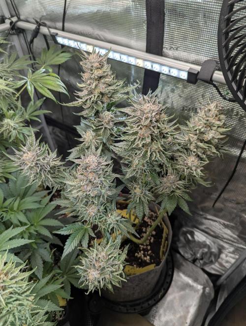 British Delight - Wizard Trees. Week 13