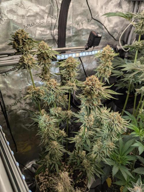 Wizard Fuel - Wizard Trees. Week 13