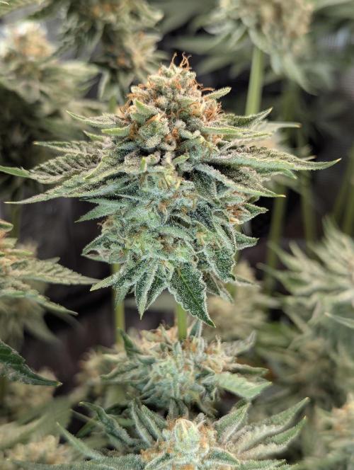 Wizard Fuel - Wizard Trees. Week 13