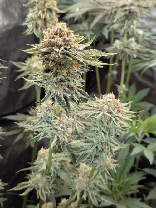 Wizard Fuel - Wizard Trees. Week 13