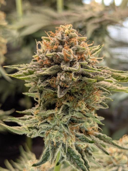 Wizard Fuel - Wizard Trees. Week 13