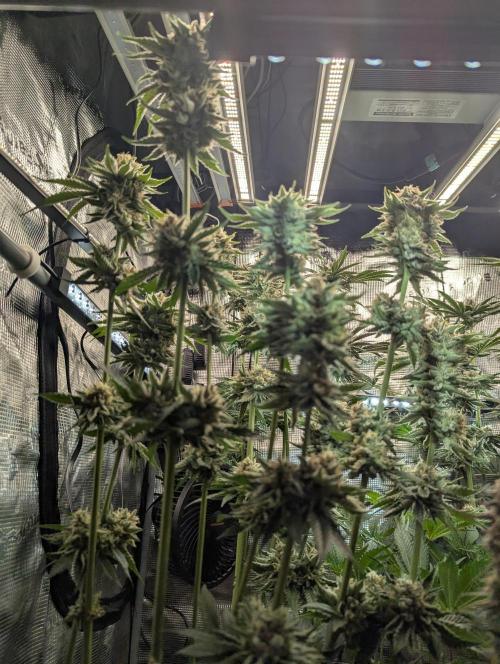 Wizard Fuel - Wizard Trees. Week 13