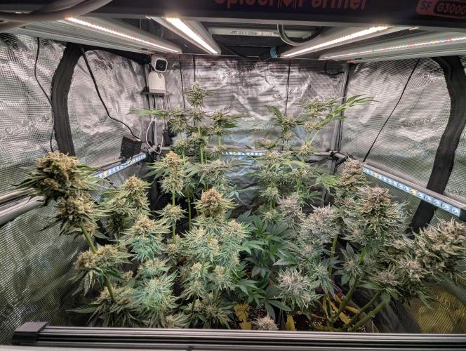 Wizard Fuel - Wizard Trees. Week 13