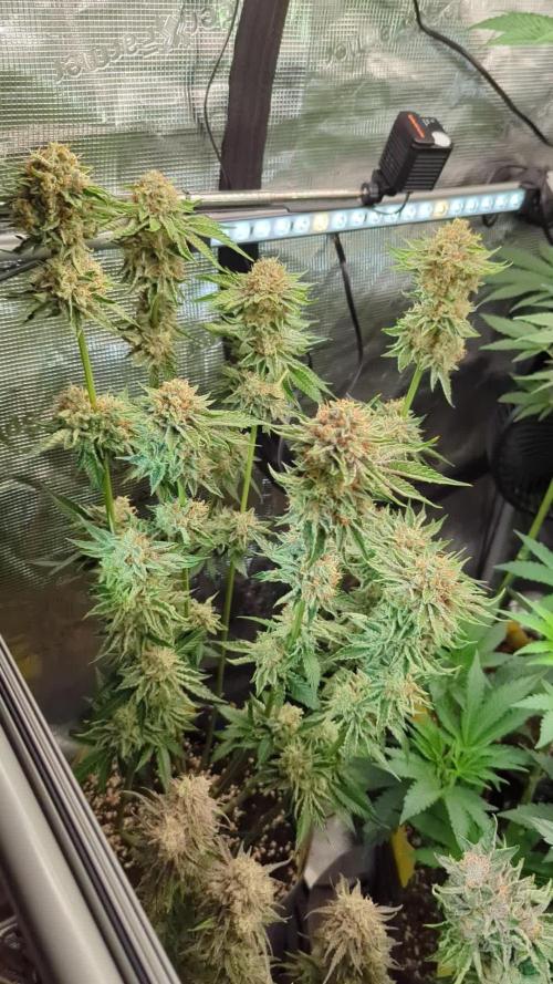 Wizard Fuel - Wizard Trees