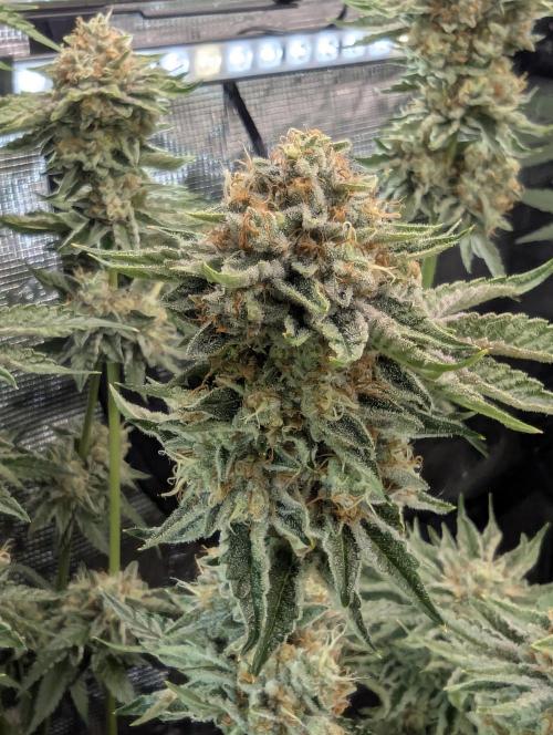 Wizard Fuel - Wizard Trees. Week 13