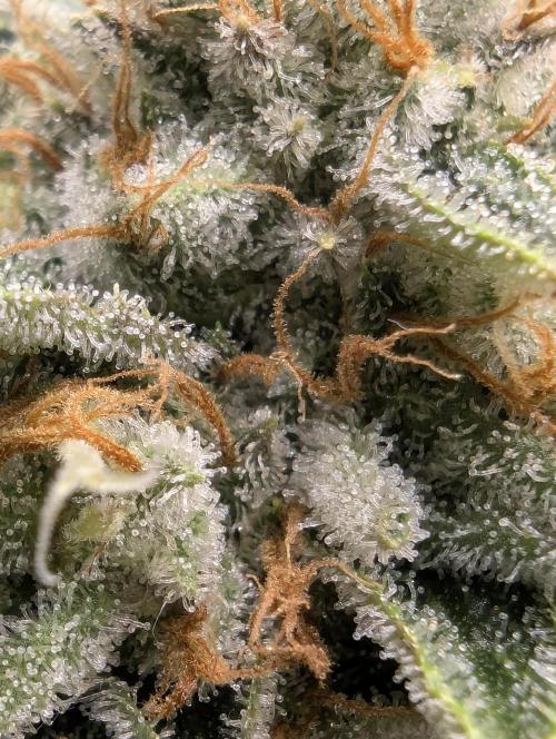 Wizard Fuel - Wizard Trees. Week 13