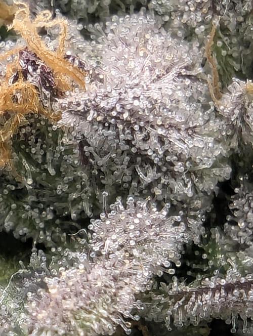 Wizard Fuel - Wizard Trees. Week 13