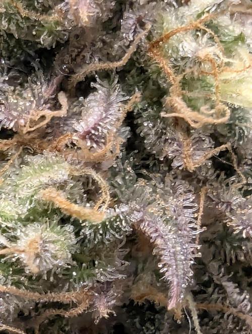 Wizard Fuel - Wizard Trees. Week 13