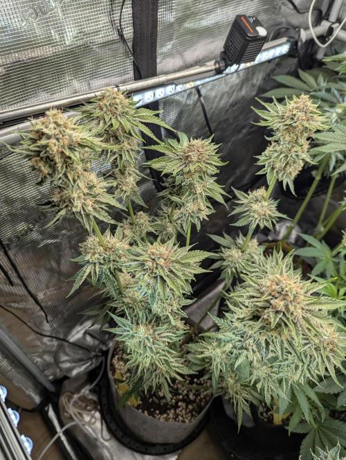 Wizard Fuel - Wizard Trees. Week 13