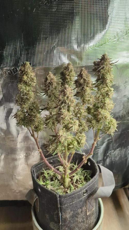 AlienZ Automatic - Greenhouse Seed Co.