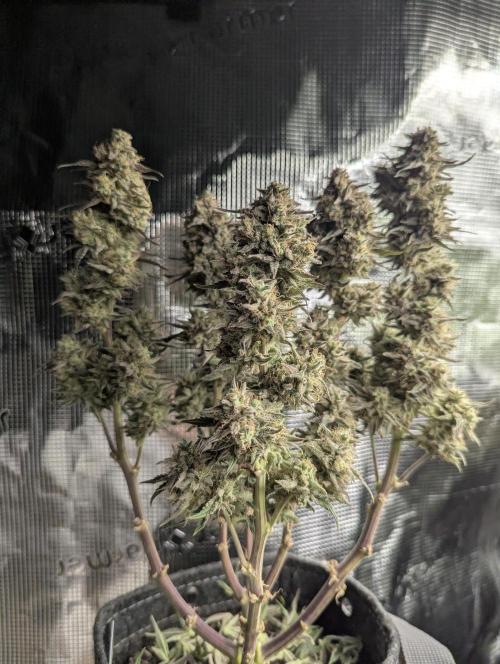 AlienZ Automatic - Greenhouse Seed Co.. Week 12