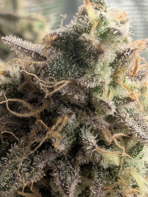 AlienZ Automatic - Greenhouse Seed Co.. Week 12