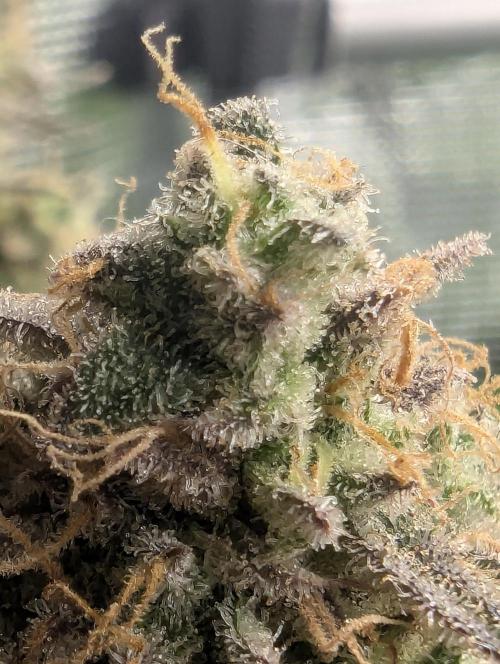 AlienZ Automatic - Greenhouse Seed Co.. Week 12