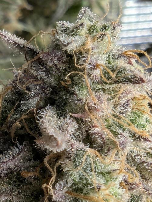 AlienZ Automatic - Greenhouse Seed Co.. Week 12