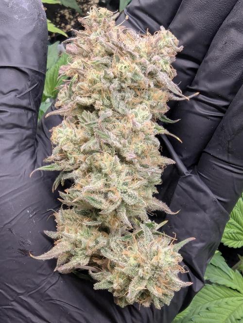 AlienZ Automatic - Greenhouse Seed Co.. Week 12