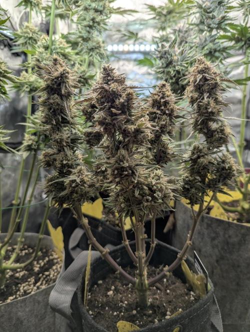 AlienZ Automatic - Greenhouse Seed Co.. Week 12