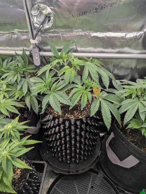 Potion - Wizard Trees. Week 6