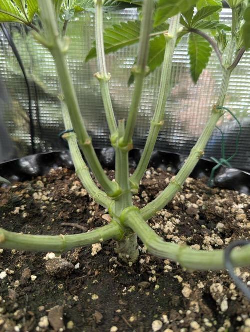Potion - Wizard Trees. Week 6