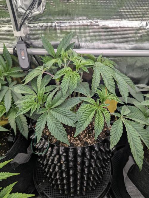 Potion - Wizard Trees. Week 6