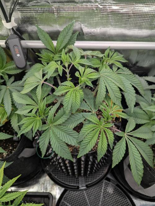 Potion - Wizard Trees. Week 6